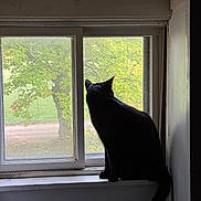 Piplet joined the competition — help win amazing prizes! animal, black_cat, cat, contemplative, daylight, feline, glass, greenery, home, indoor, looking_out, nature, pet, quiet, silhouette, sitting, tail, tree, window, windowsill