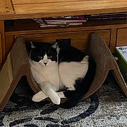 Panda joined the competition — help win amazing prizes! cat, black_and_white, cardboard_scratch_pad, furniture, wood, table, carpet, indoor, pet, animal, relaxed, sitting, curious, cozy, home, floor, paw, looking, feline, resting
