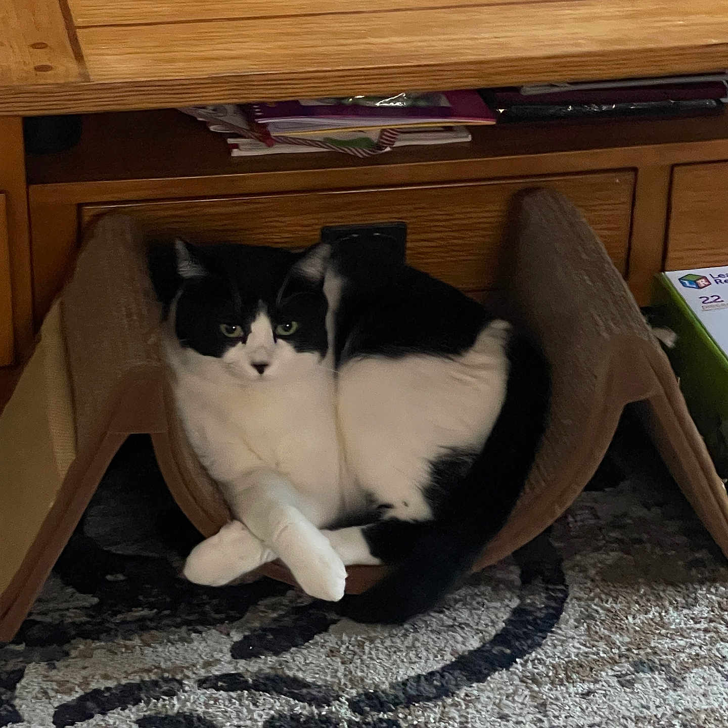 Panda joined the competition — help win amazing prizes! cat, black_and_white, cardboard_scratch_pad, furniture, wood, table, carpet, indoor, pet, animal, relaxed, sitting, curious, cozy, home, floor, paw, looking, feline, resting