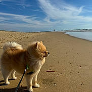 Paw participe au concours pour gagner de l'argent avec cette photo : accessories, animal, beach, canine, chow, coast, cockerspaniel, collie, dog, eskimodog, leash, nature, outdoors, papillon, pet, puppy, sea, shoreline, strap, water