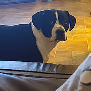 Amous is registered to the contest to win money with this photo: animal, background, black_and_white, canine, companion, curious, dog, domestic, ears, flooring, fur, home, household, indoor, leather_couch, looking, pet, room, side_view, tile_floor