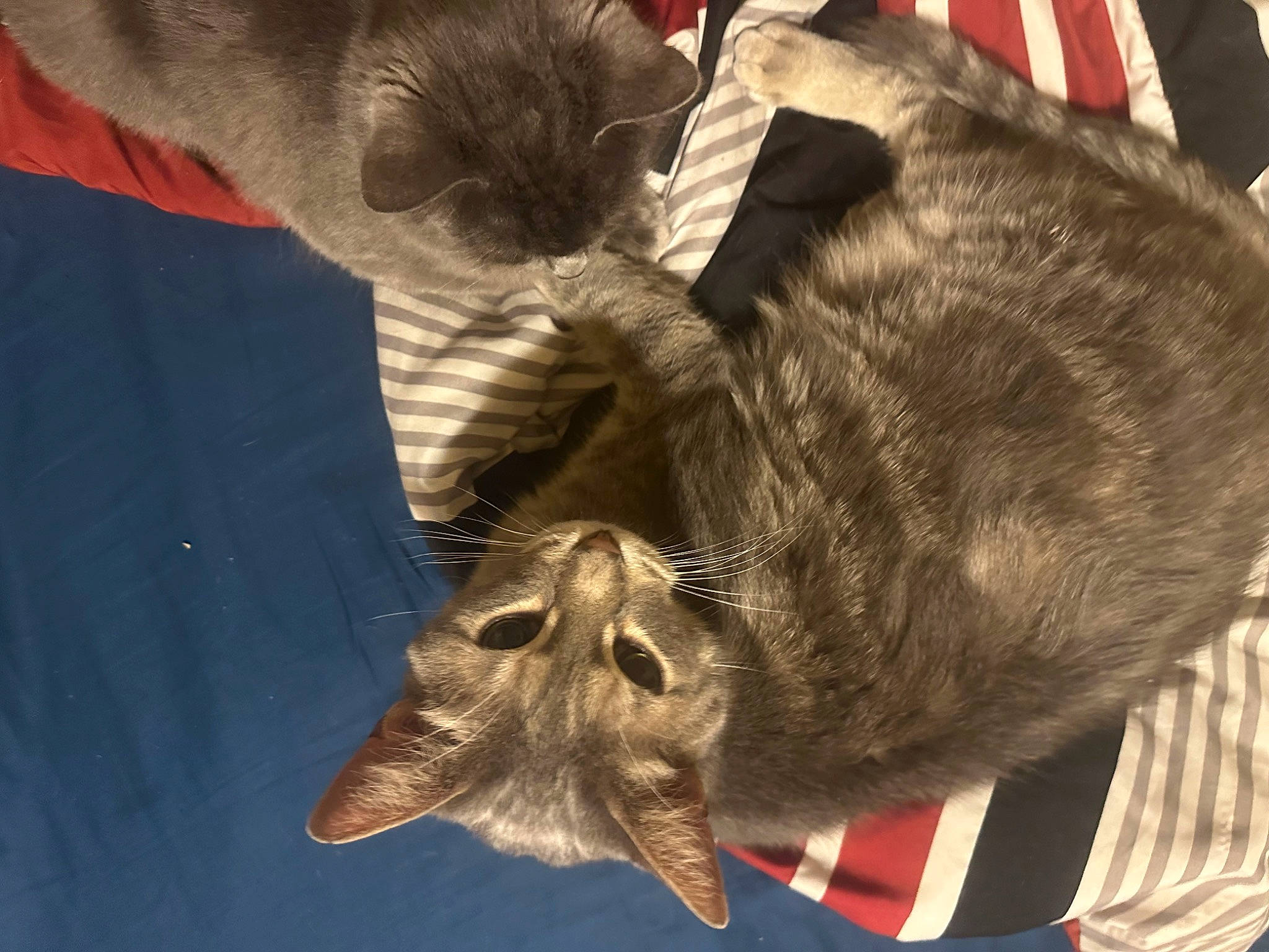 Schwarber is registered to the contest to win money with this photo: black_cat, canidae, carnivore, cat, claw, comfort, dog_breed, domestic_short_haired_cat, ear, fawn, felidae, fur, paw, plant, small_to_medium_sized_cats, snout, sporting_group, tail, whiskers, working_animal