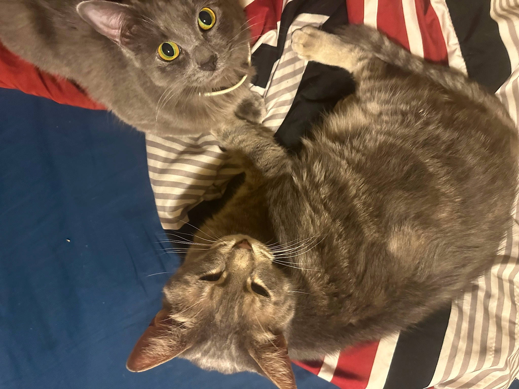 Schwarber joined the competition — help win amazing prizes! carnivore, cat, cat_toy, claw, domestic_short_haired_cat, felidae, fur, gesture, mammal, paw, russian_blue, small_to_medium_sized_cats, snout, sporting_group, tail, vertebrate, whiskers