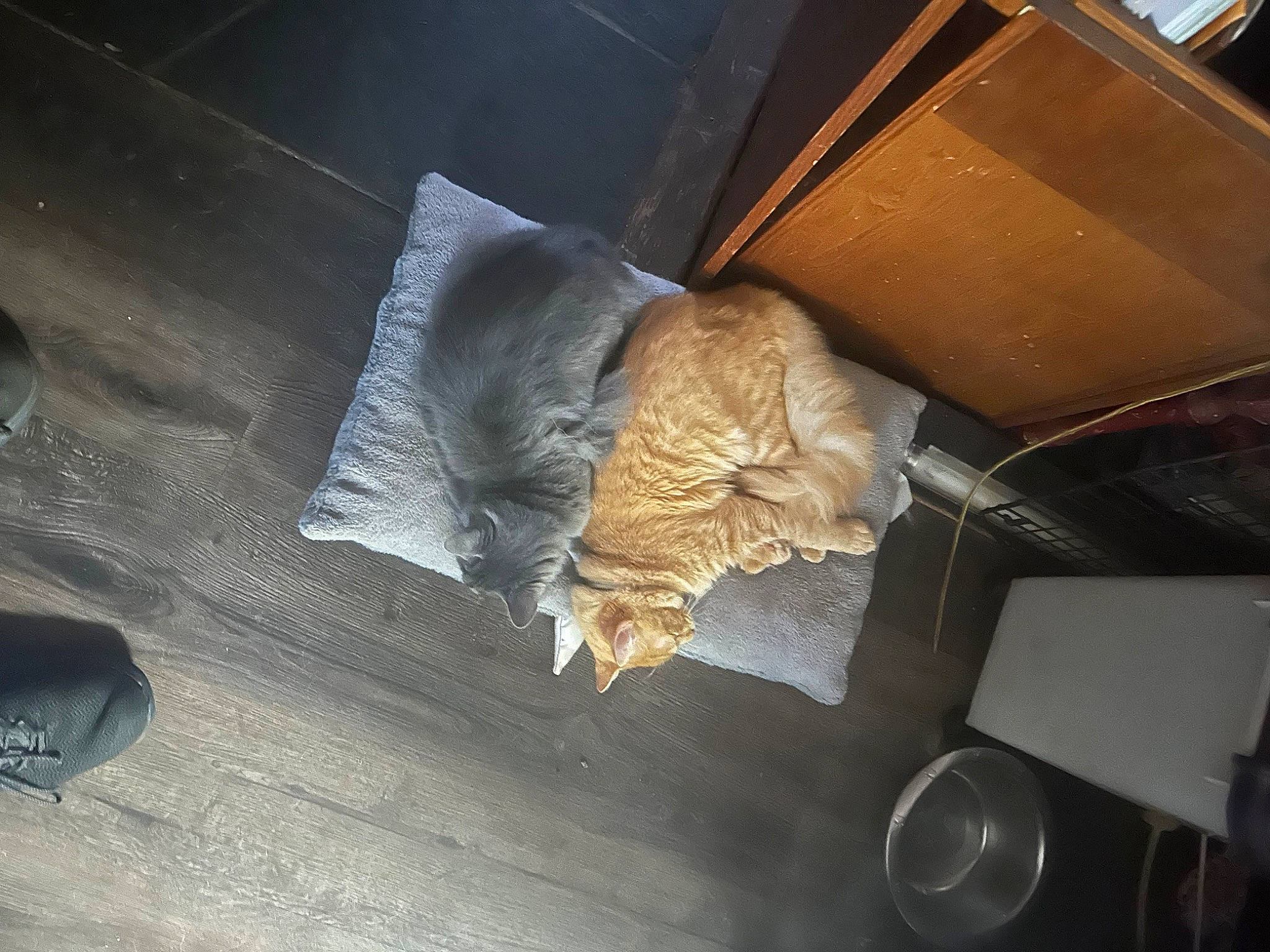 El Mago joined the competition — help win amazing prizes! auto_part, automotive_exterior, bat, carnivore, cat, felidae, flooring, fur, hardwood, metal, paper, paper_product, room, small_to_medium_sized_cats, sporting_group, tail, tints_and_shades, vehicle_door, whiskers, wood