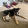 animal, black_and_tan, blanket, canine, carpet, crate, dog, floor, furniture, home, indoor, pet, photograph, plastic_bin, playful, relaxed, rope_toy, shelf, sock, toy