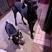 Harley Lynn joined the competition — help win amazing prizes! animal, black_dog, cabinet, canine, companion, curious, dog, domestic, ears, eyes, floor, home, indoor, kitchen, looking_up, pet, rug, tile_floor, tongue, two_dogs