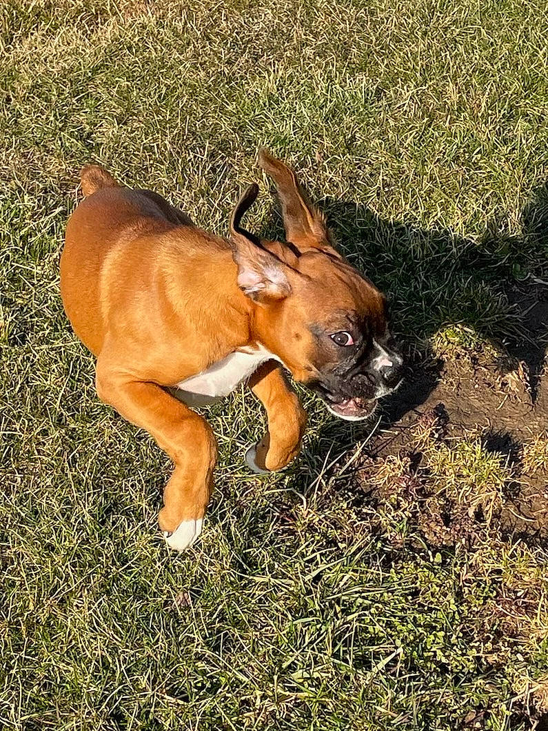 Sadie Lou is registered to the contest to win money with this photo: ancient_dog_breeds, canidae, carnivore, comfort, companion_dog, dog, dog_breed, fawn, grass, hunting_dog, liver, non_sporting_group, plant, snout, soil, sporting_group, tail, terrestrial_animal, whiskers, wildlife