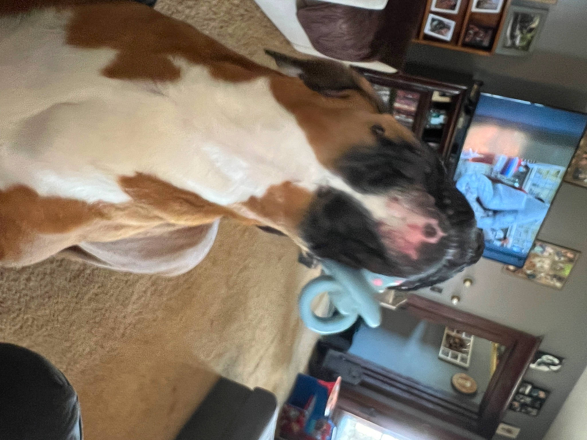 Sadie Lou joined the competition — help win amazing prizes! canidae, carnivore, collar, comfort, communication_device, companion_dog, display_device, dog, dog_breed, fawn, felidae, fur, gadget, giraffidae, jaw, sighthound, snout, sporting_group, whiskers, working_animal