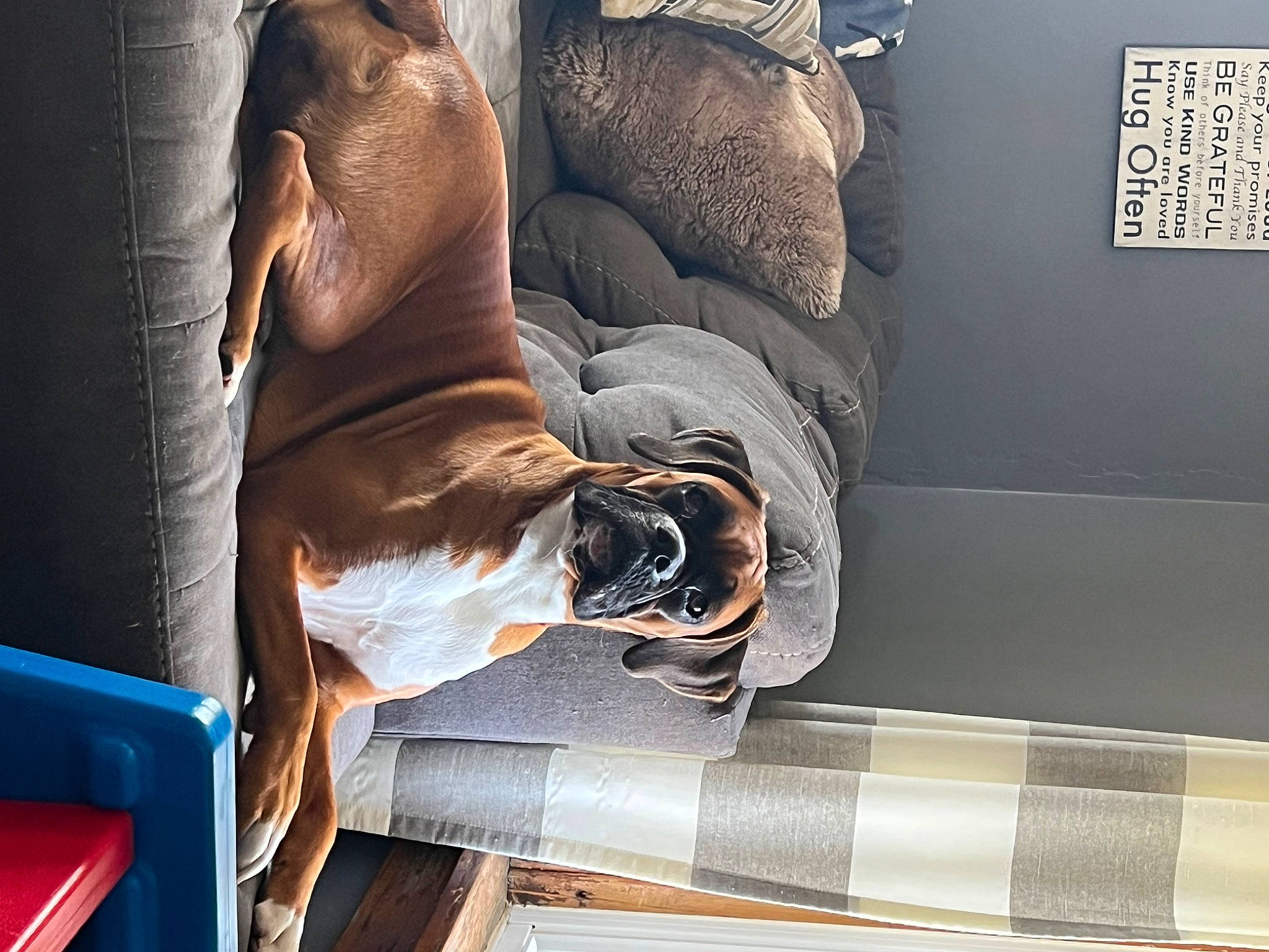 Sadie Lou joined the competition — help win amazing prizes! auto_part, automotive_tire, automotive_wheel_system, club_chair, comfort, couch, elbow, flesh, flooring, fur, human_leg, knee, metal, room, sitting, textile, thigh, wood