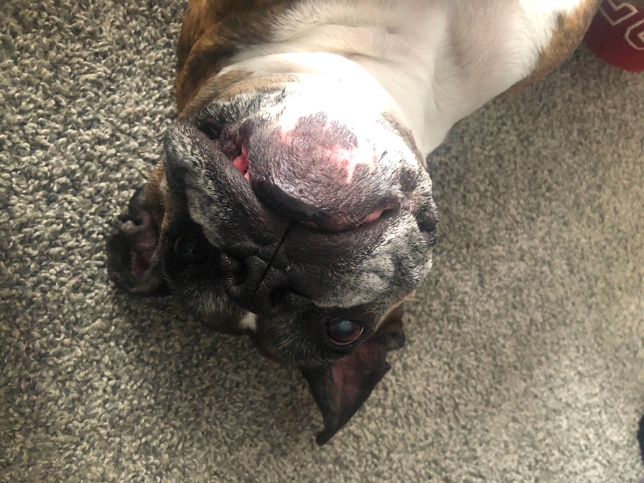 Daisey Mae is registered to the contest to win money with this photo: carnivore, collar, companion_dog, dog, dog_breed, fawn, flooring, foot, fur, grey, guard_dog, liver, molosser, non_sporting_group, snout, sporting_group, terrestrial_animal, whiskers, working_animal, wrinkle