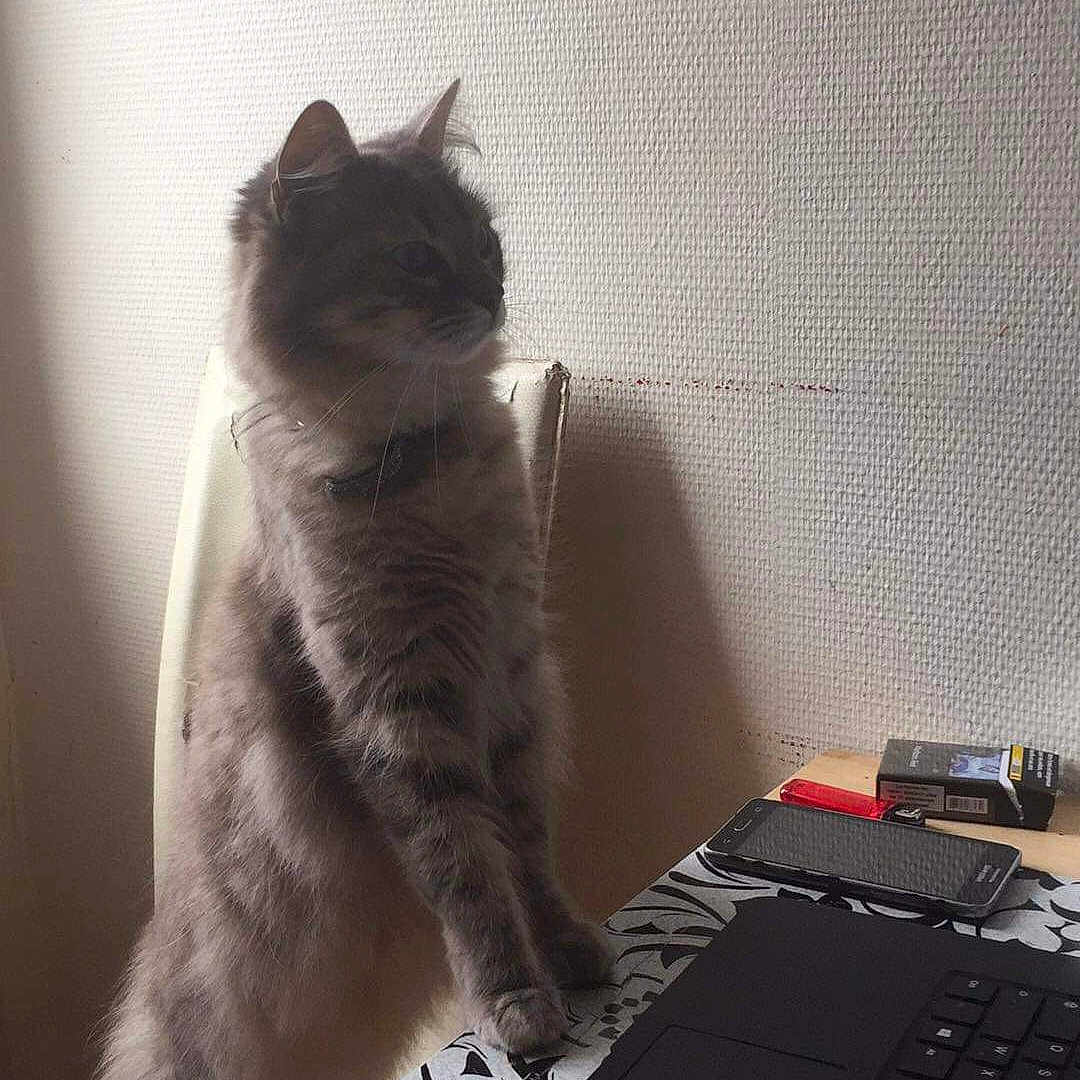 Nini