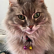 Chouchoute Anitia a rejoint le concours — aidez-le/la à gagner de superbes lots ! animal, bells, cat, close_up, collar, detailed_fur, ears, face, feline, fluffy, gray_fur, green_eyes, indoor, long_hair, looking_at_camera, pet, portrait, serious_expression, symmetrical, whiskers