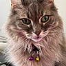 animal, bells, cat, close_up, collar, detailed_fur, ears, face, feline, fluffy, gray_fur, green_eyes, indoor, long_hair, looking_at_camera, pet, portrait, serious_expression, symmetrical, whiskers
