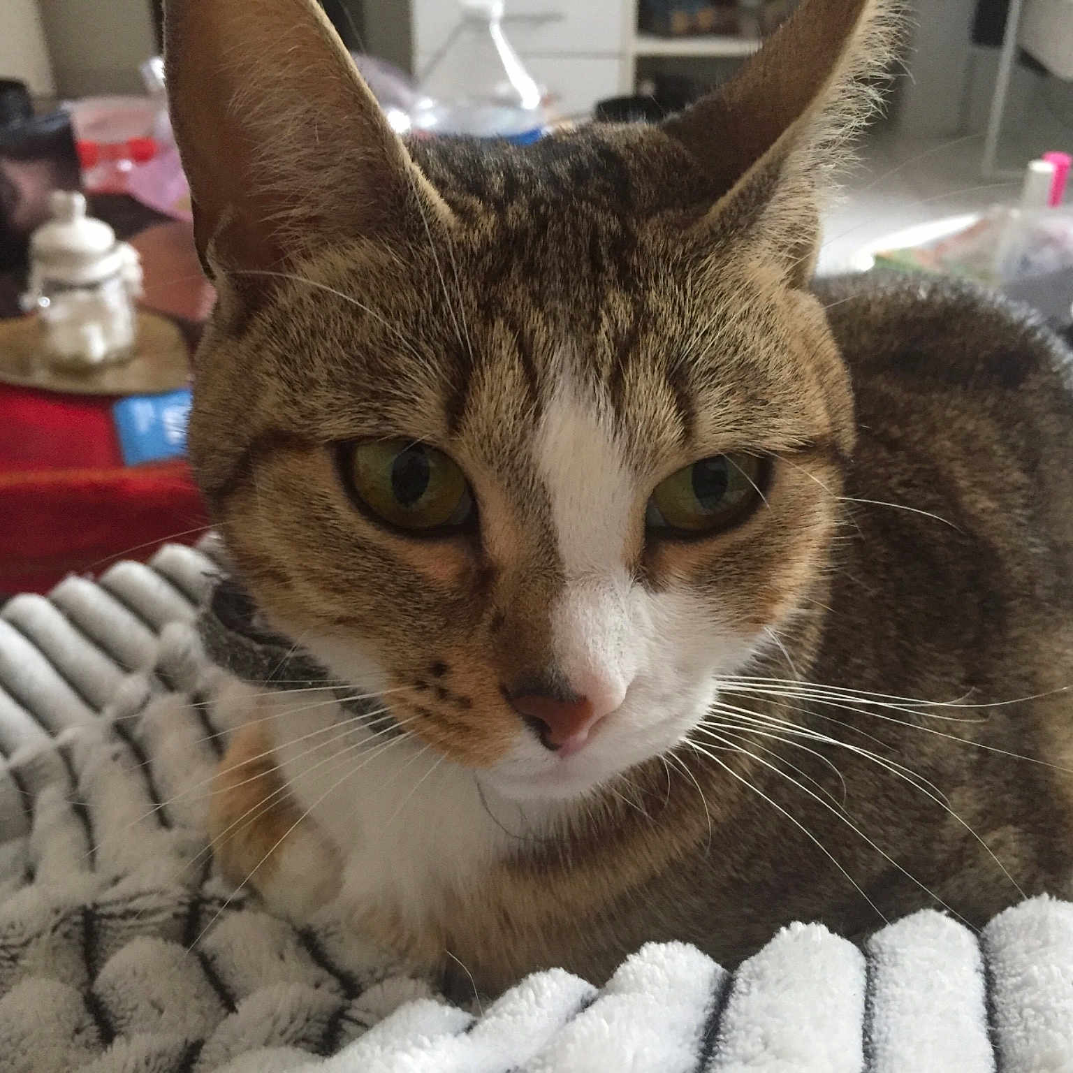 Titinette