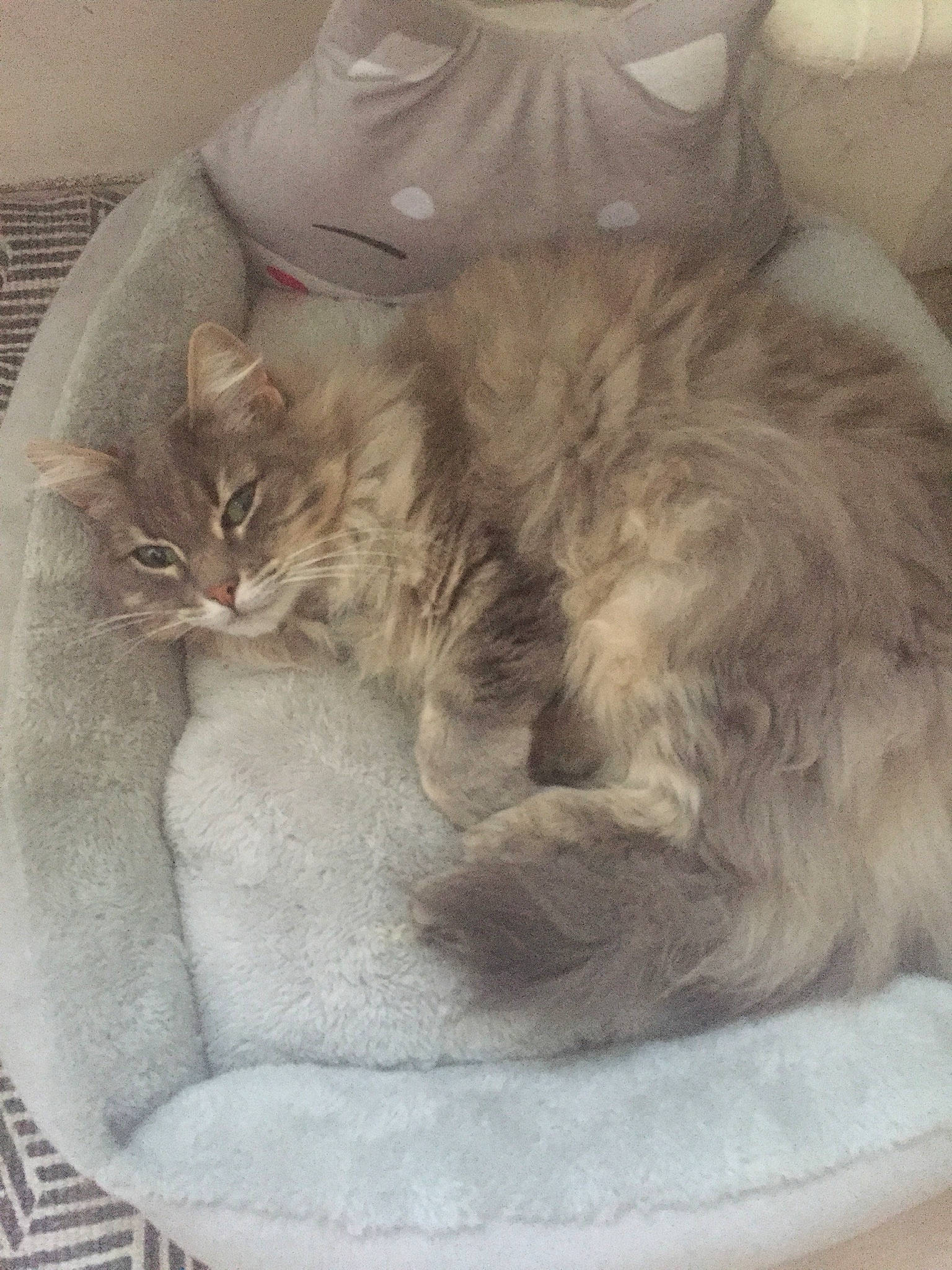 Chouchoute participe au concours pour gagner de l'argent avec cette photo : british_longhair, carnivore, cat, cat_bed, cat_supply, comfort, domestic_short_haired_cat, ear, fawn, felidae, fur, grey, iris, paw, sleeve, small_to_medium_sized_cats, snout, tail, whiskers, window