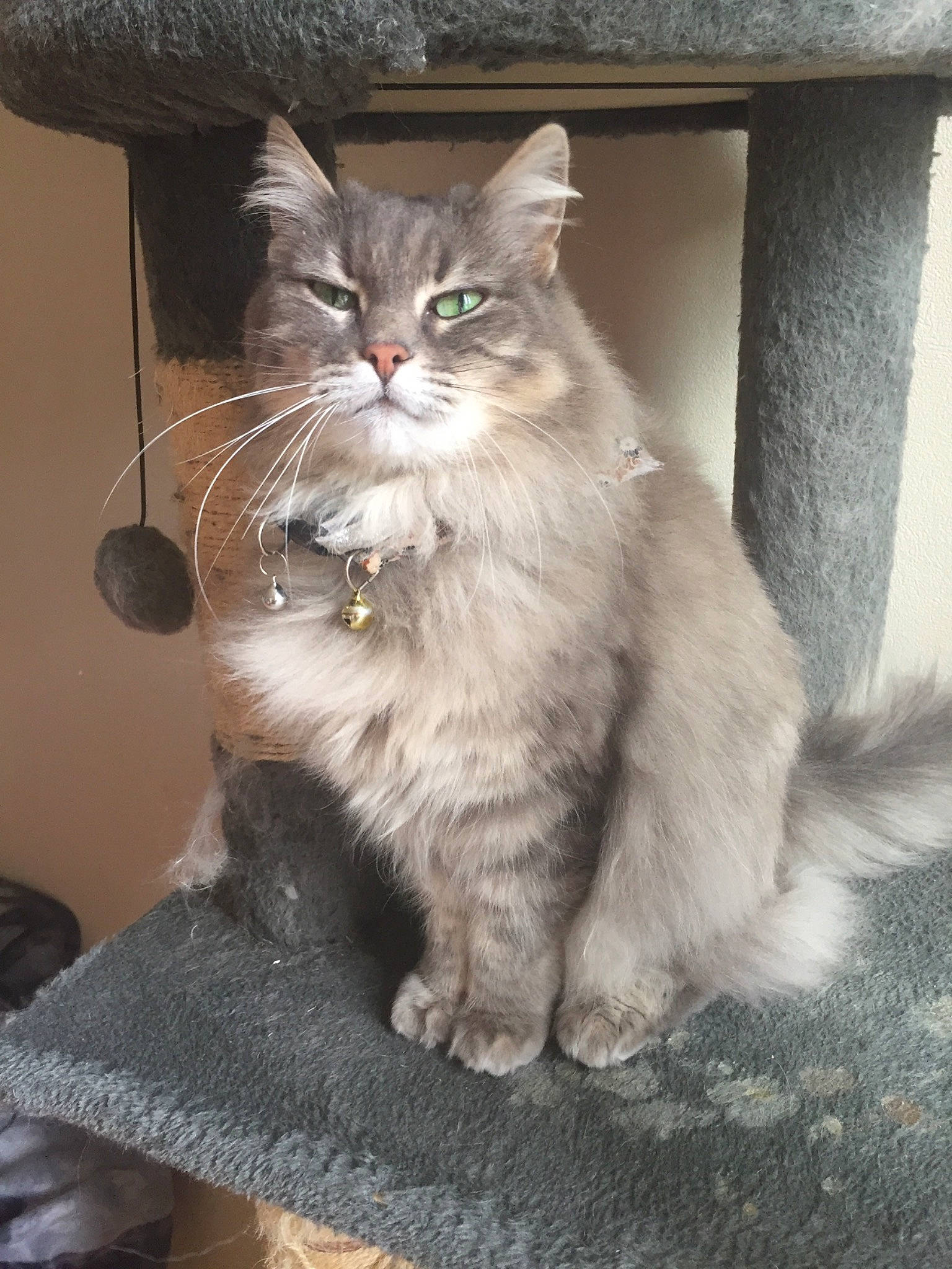 Chouchoute participe au concours pour gagner de l'argent avec cette photo : box, british_longhair, carnivore, cat, claw, domestic_short_haired_cat, fawn, felidae, flooring, fur, grey, paw, sitting, small_to_medium_sized_cats, snout, tail, terrestrial_animal, whiskers, window, wood