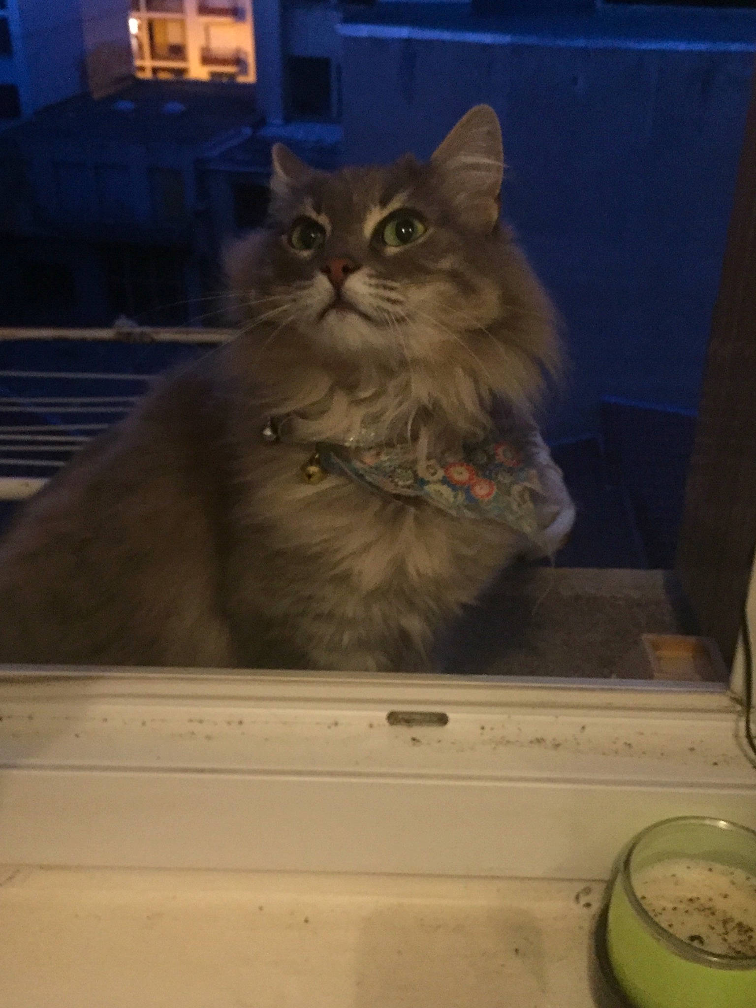 Chouchoute participe au concours pour gagner de l'argent avec cette photo : box, british_longhair, carnivore, cat, domestic_short_haired_cat, fawn, felidae, fur, persian, ragdoll, room, small_to_medium_sized_cats, snout, tail, terrestrial_animal, whiskers, window, wood