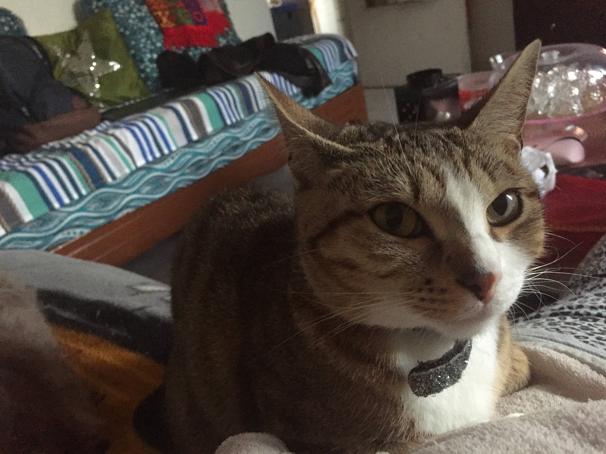 Chouchoute participe au concours pour gagner de l'argent avec cette photo : aegean_cat, american_wirehair, asian, california_spangled, carnivore, cat, chausie, domestic_short_haired_cat, dragon_li, european_shorthair, fawn, felidae, german_rex, kitten, mammal, singapura, small_to_medium_sized_cats, tabby_cat, vertebrate, whiskers