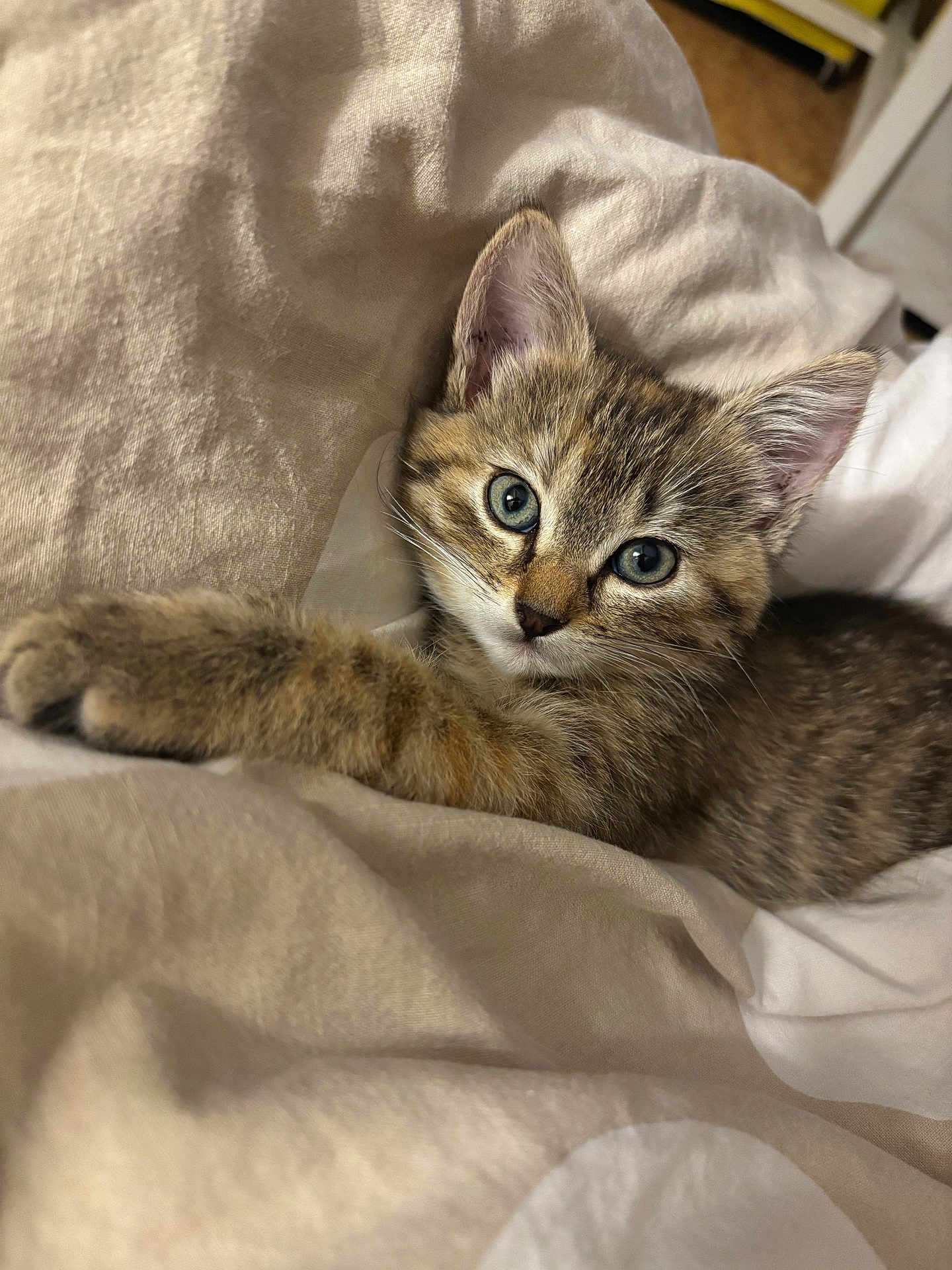 Mochi participe au concours pour gagner de l'argent avec cette photo : kitten, cat, tabby, blue_eyes, feline, pet, cute, animal, whiskers, paw, fur, resting, bed, blanket, cozy, indoor, young, small, adorable, comfort