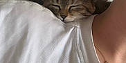 Mochi a rejoint le concours — aidez-le/la à gagner de superbes lots ! kitten, cat, sleeping, shoulder, white_shirt, person, earring, necklace, indoor, cozy, tabby, pet, resting, closeup, cute, feline, young, fur, comfort, nap