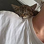 kitten, cat, sleeping, shoulder, white_shirt, person, earring, necklace, indoor, cozy, tabby, pet, resting, closeup, cute, feline, young, fur, comfort, nap