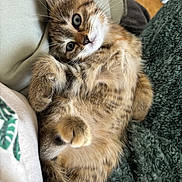 Mochi participe au concours pour gagner de l'argent avec cette photo : kitten, tabby, cat, animal, pet, fur, whiskers, paws, cute, relaxed, indoor, cozy, blanket, soft, sleepy, young, mammal, domestic, feline, closeup
