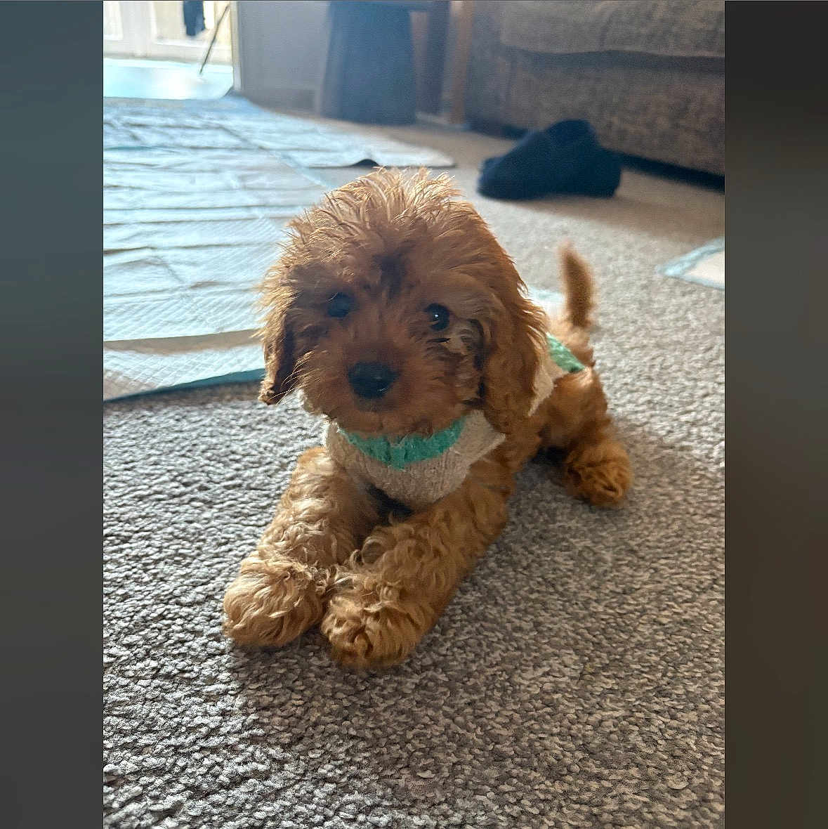 Teddy is registered to the contest to win money with this photo: puppy, dog, brown, carpet, indoor, pet, cute, fur, small, sweater, animal, laying, cozy, domestic, young, companion, furry, adorable, house, relaxed