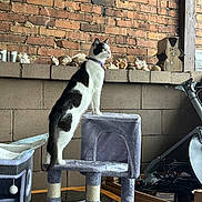 Pascal joined the competition — help win amazing prizes! black_and_white_cat, brick_wall, cables, cat, cat_tree, collar, container, curious, decorations, feline, household_items, indoor, pet, plush, shells, side_view, standing, table, window_light, wooden_cat_figure