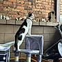 black_and_white_cat, brick_wall, cables, cat, cat_tree, collar, container, curious, decorations, feline, household_items, indoor, pet, plush, shells, side_view, standing, table, window_light, wooden_cat_figure