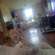 Sandy joined the competition — help win amazing prizes! dog, indoor, blanket, wooden_floor, window, furniture, collar, pet, living_room, crate, curtain, light, household_items, floor, domestic_animal, brown_dog, white_chest, relaxed, curious, casual