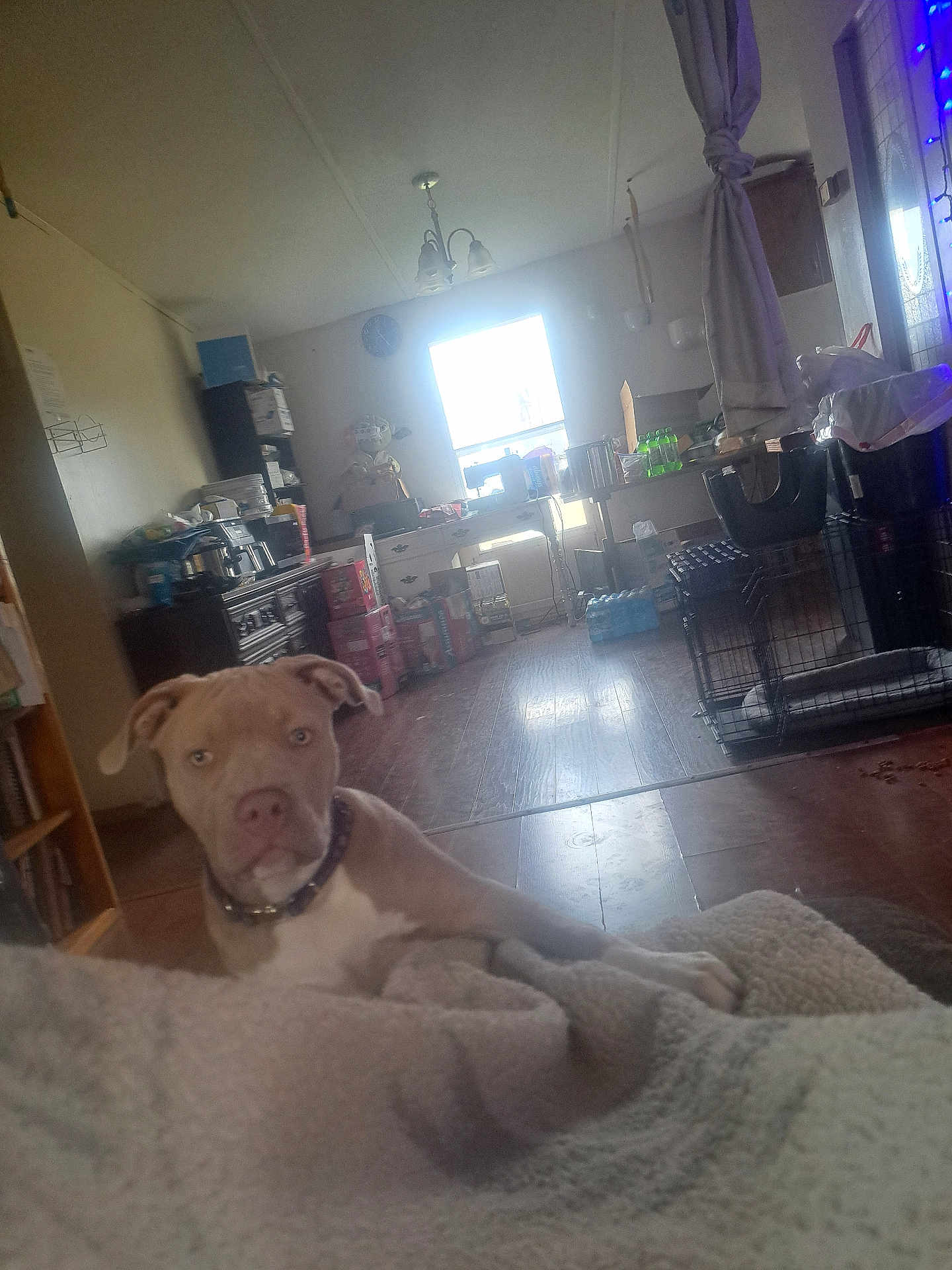 Sandy joined the competition — help win amazing prizes! dog, indoor, blanket, wooden_floor, window, furniture, collar, pet, living_room, crate, curtain, light, household_items, floor, domestic_animal, brown_dog, white_chest, relaxed, curious, casual