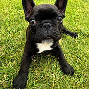 Nico is registered to the contest to win money with this photo: dog, puppy, french_bulldog, black_dog, grass, outdoor, pet, animal, cute, ears, face, eyes, lying_down, nature, young, mammal, closeup, adorable, expression, playful
