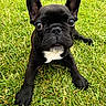 dog, puppy, french_bulldog, black_dog, grass, outdoor, pet, animal, cute, ears, face, eyes, lying_down, nature, young, mammal, closeup, adorable, expression, playful