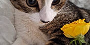 Neko participe au concours pour gagner de l'argent avec cette photo : cat, tabby, flower, yellow_rose, pet, closeup, whiskers, fur, bed, blanket, indoor, cute, animal, relaxing, soft, paws, nature, plant, domestic_cat, resting