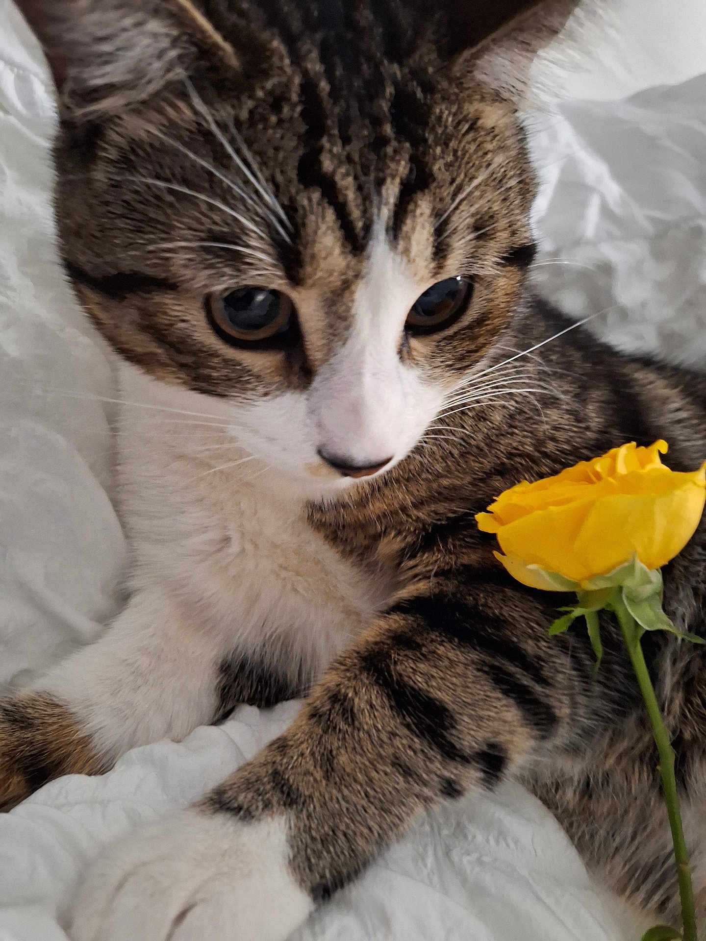 Neko participe au concours pour gagner de l'argent avec cette photo : cat, tabby, flower, yellow_rose, pet, closeup, whiskers, fur, bed, blanket, indoor, cute, animal, relaxing, soft, paws, nature, plant, domestic_cat, resting