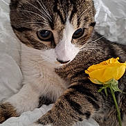 Neko participe au concours pour gagner de l'argent avec cette photo : animal, cat, close_up, cozy, curious, cute, flower, fur, indoor, nature, paw, pet, plant, relaxed, sleepy, soft_light, tabby, whiskers, white_blanket, yellow_rose