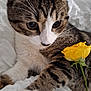 cat, tabby, flower, yellow_rose, paw, close_up, white_blanket, fur, whiskers, pet, animal, cute, curious, soft_light, indoor, relaxed, nature, plant, sleepy, cozy