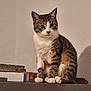 cat, tabby, white_paws, sitting, indoor, pet, feline, curious, shelf, box, brown, white, striped, domestic_cat, animal, whiskers, ears, tail, alert, furniture