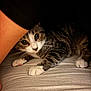 Neko a rejoint le concours — aidez-le/la à gagner de superbes lots ! cat, tabby_cat, white_paws, curious, peeking, shadow, indoor, fabric, person_arm, whiskers, wide_eyes, feline, pet, animal, striped_fur, close_up, crouching, soft_lighting, resting, domestic