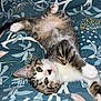 kitten, cat, tabby, pet, animal, cute, lying_down, blanket, pattern, blue, white, pink_paws, fur, young, indoor, resting, playful, whiskers, face, eyes