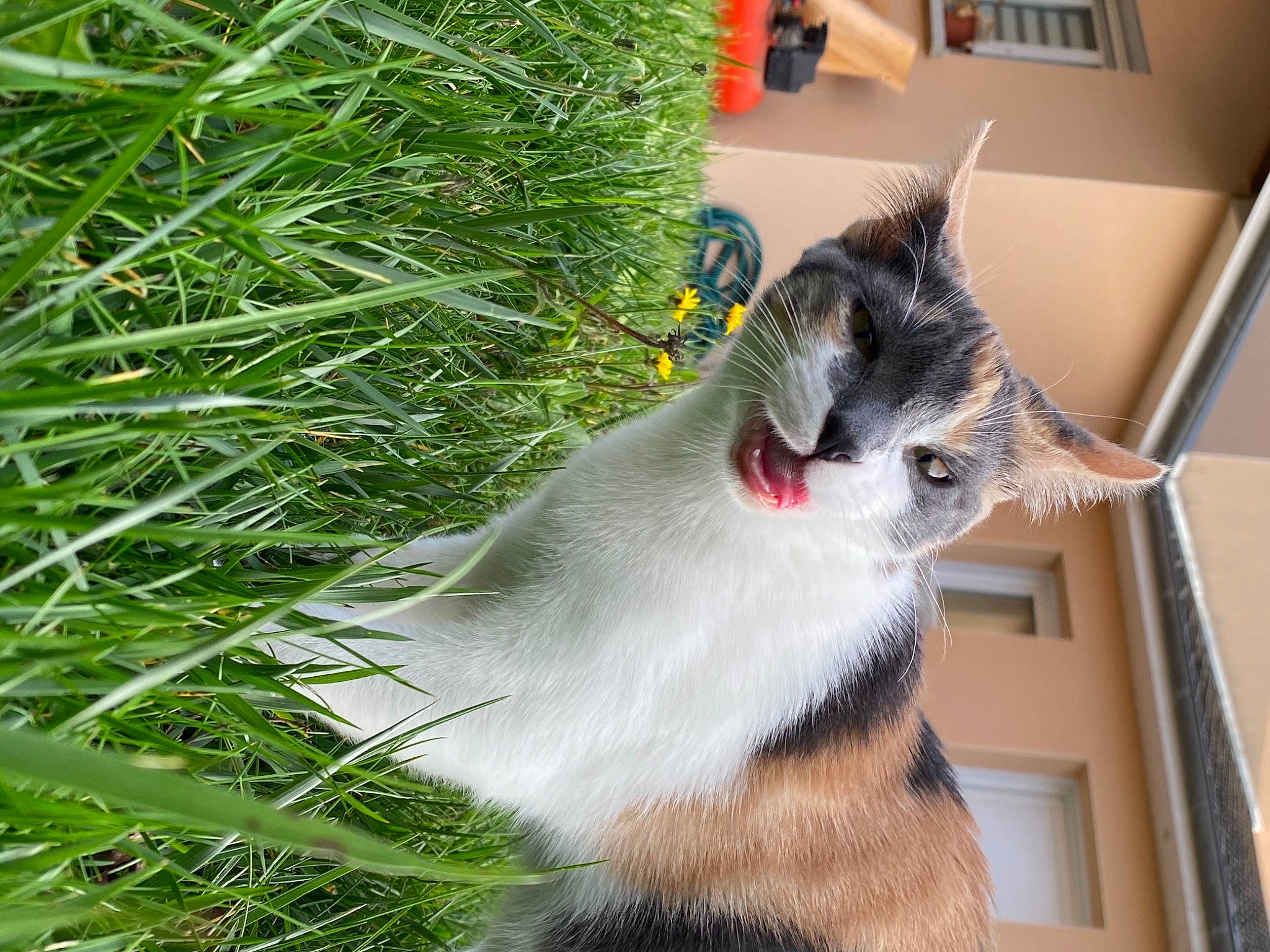 Angie a rejoint le concours — aidez-le/la à gagner de superbes lots ! carnivore, cat, domestic_short_haired_cat, felidae, fur, grass, plant, small_to_medium_sized_cats, snout, tail, whiskers