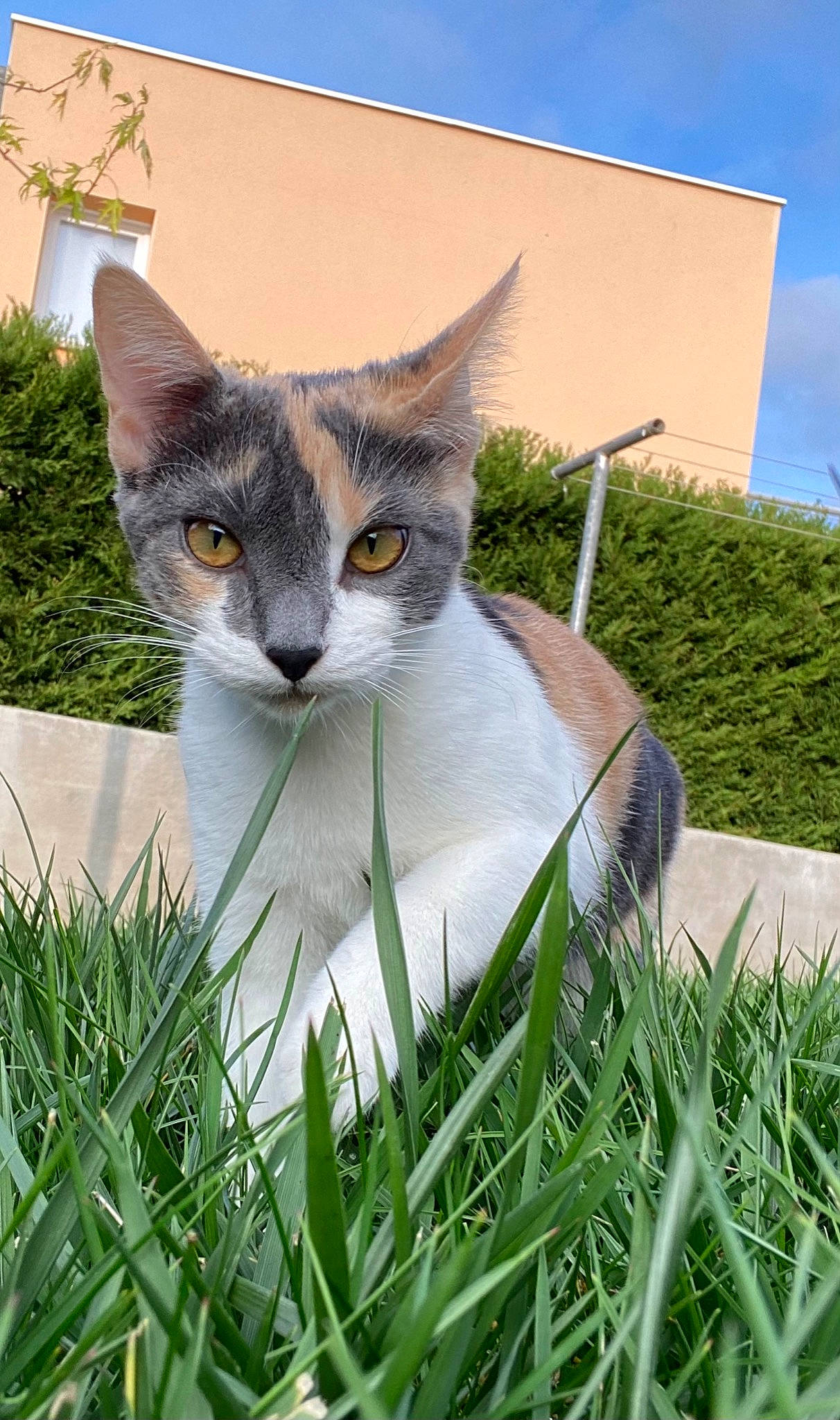 Angie a rejoint le concours — aidez-le/la à gagner de superbes lots ! aegean_cat, american_wirehair, carnivore, cat, domestic_short_haired_cat, european_shorthair, fawn, felidae, grass, grass_family, kitten, lawn, mammal, plant, small_to_medium_sized_cats, snout, tail, whiskers