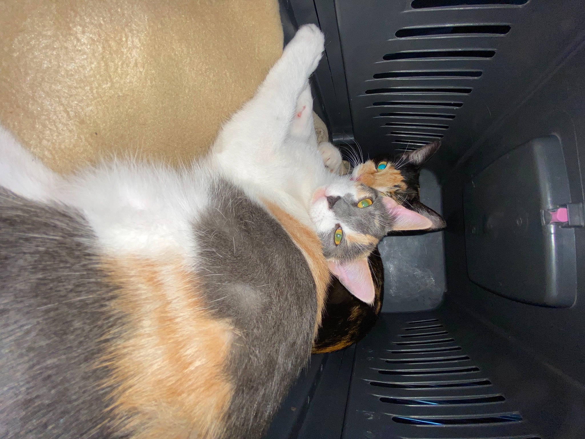 Angie a rejoint le concours — aidez-le/la à gagner de superbes lots ! canidae, carnivore, cat, fawn, leg, snout, tail, whiskers