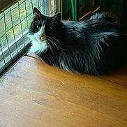 Slyvester is registered to the contest to win money with this photo: animal, black_and_white, cat, curious, domestic, feline, fluffy, fur, green_eyes, indoor, natural_light, pet, quiet, relaxed, resting, screen, table, whiskers, window, wooden_surface