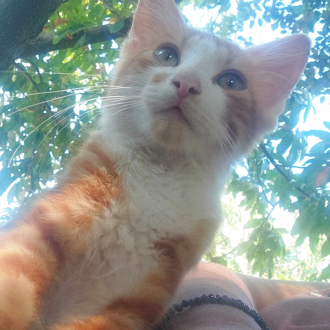 Asmar participe au concours pour gagner de l'argent avec cette photo : animal, background, bracelet, cat, closeup, curious, daylight, fur, human_arm, leaves, nature, orange_cat, outdoor, paw, pet, sky, sunlight, tree, whiskers, white_cat