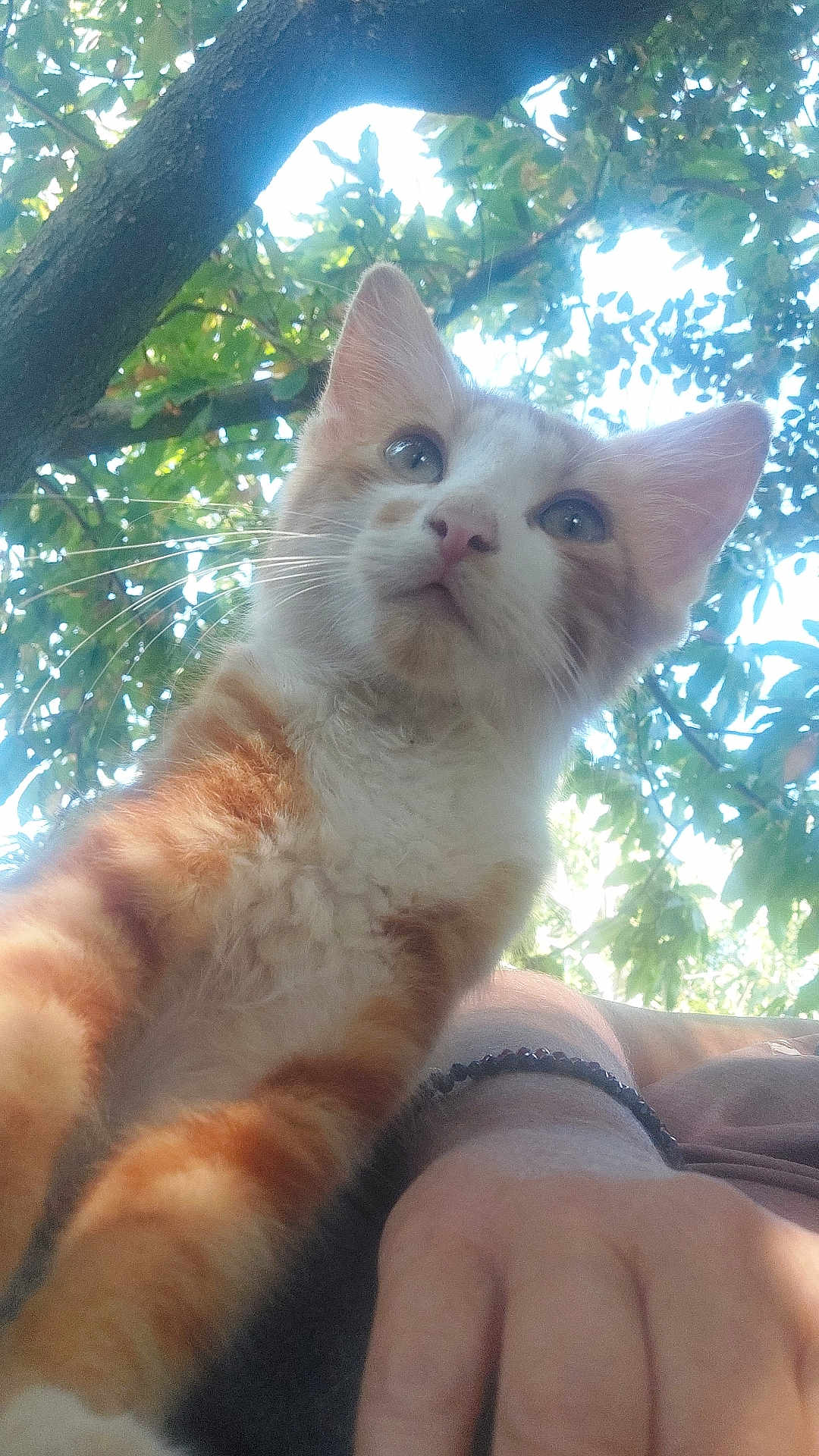 Asmar participe au concours pour gagner de l'argent avec cette photo : cat, orange_cat, white_cat, pet, animal, outdoor, tree, leaves, nature, daylight, closeup, curious, whiskers, paw, fur, human_arm, bracelet, sky, background, sunlight