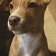 Scrappy joined the competition — help win amazing prizes! dog, puppy, brown_coat, white_chest, ears, eyes, pet, animal, portrait, indoor, close_up, curious, young, canine, fur, snout, whiskers, looking_away, soft_light, companion