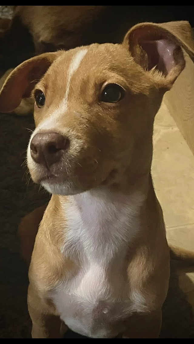 Scrappy joined the competition — help win amazing prizes! dog, puppy, brown_coat, white_chest, ears, eyes, pet, animal, portrait, indoor, close_up, curious, young, canine, fur, snout, whiskers, looking_away, soft_light, companion