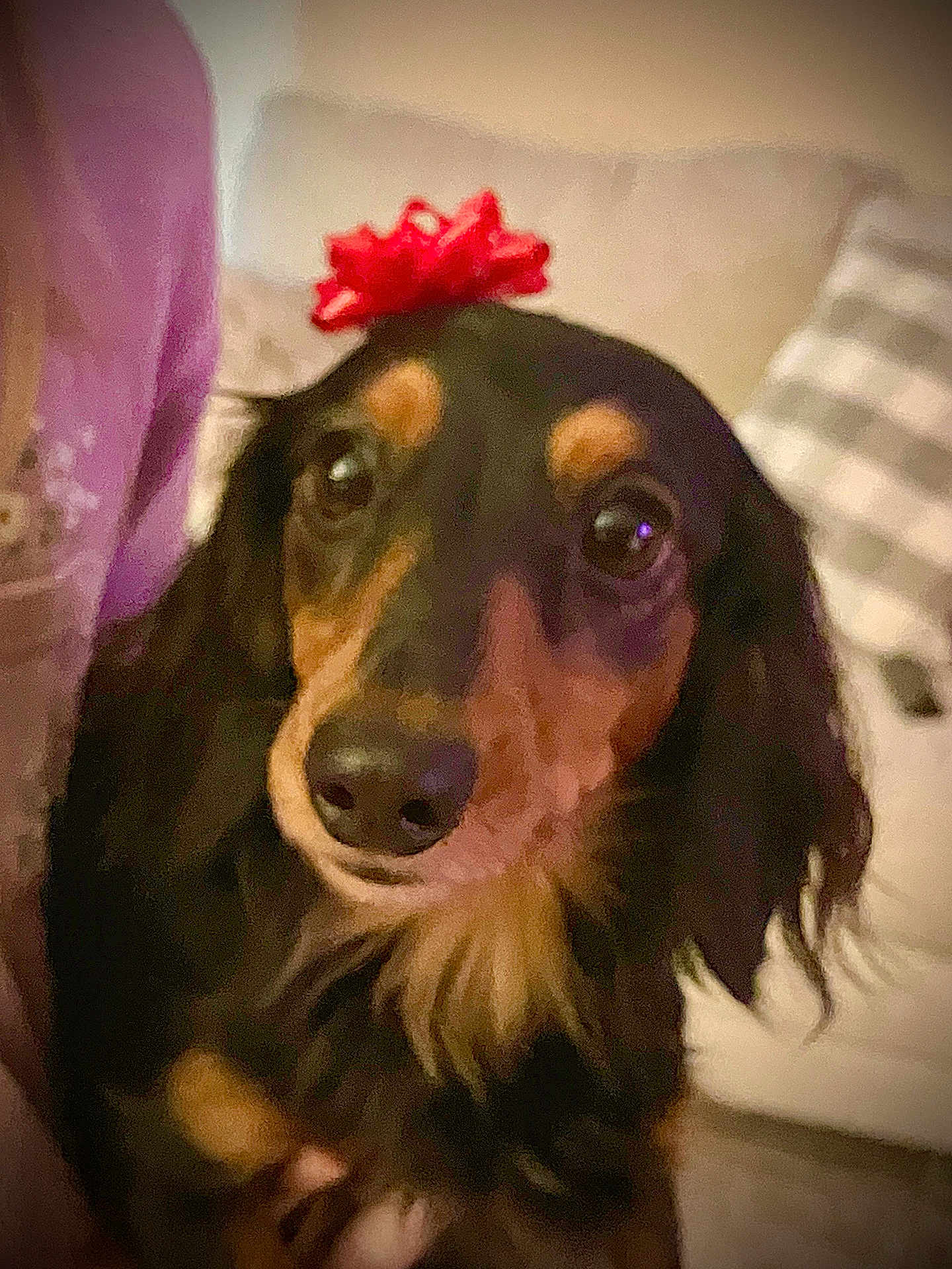 Biscuit joined the competition — help win amazing prizes! dog, red_bow, black_coat, tan_markings, indoor, couch, person, purple_clothing, pet, closeup, face, fur, animal, companion, cute, looking, blur, grainy, cozy, home