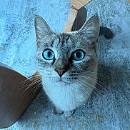 Luna is registered to the contest to win money with this photo: cat, blue_eyes, whiskers, fur, pet, indoor, curious, looking_up, floor, rug, wooden_furniture, close_up, animal, mammal, cute, domestic_cat, tabby, small_animal, portrait, sitting